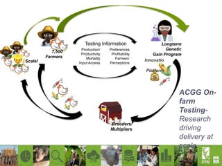 Increasing productivity of chickens through the African Chicken Genetic Gains (ACGG) project