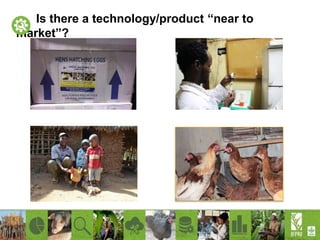 Increasing productivity of chickens through the African Chicken Genetic Gains (ACGG) project