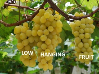LOW HANGING FRUIT
 