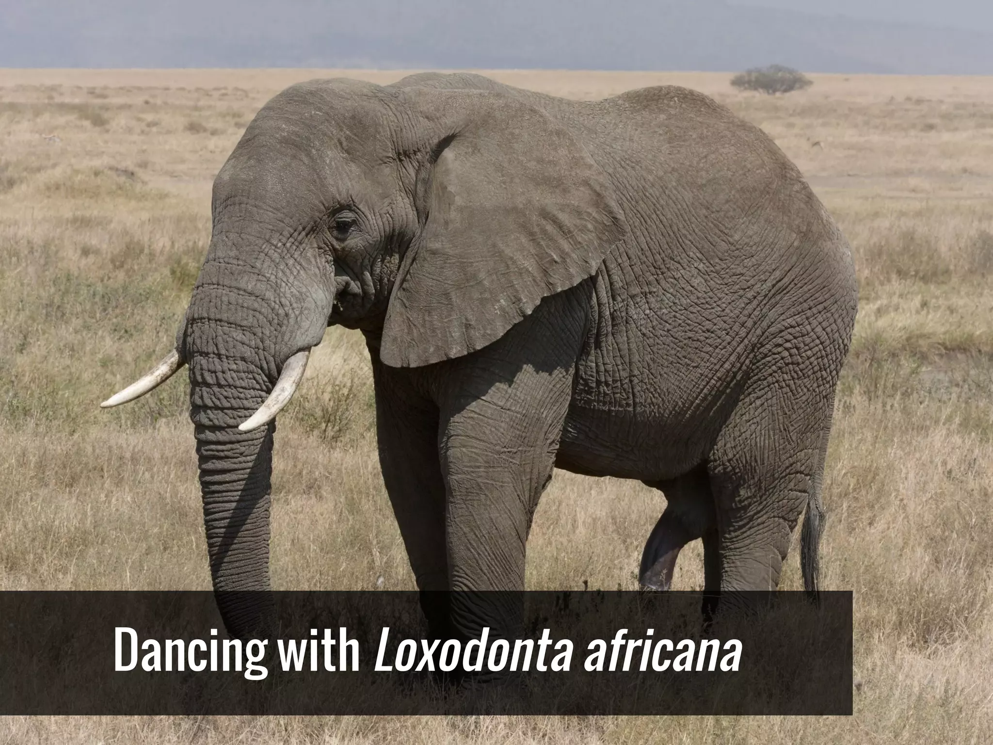 Dancing with Loxodonta africana
 