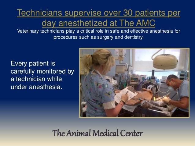 what does a vet tech do what is a vet tech
