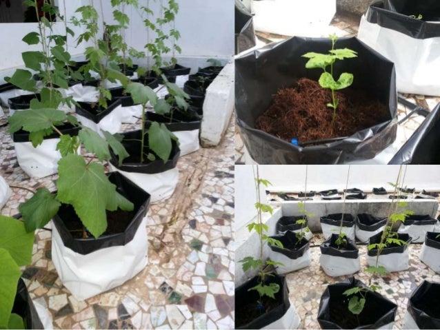 techxellance agro farm - end-to-end services in
