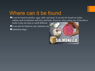 Where can it be found
 It can be found in poultry, eggs, milk, and meat. It can also be found on turtles,
 rodents such as hamsters and mice and birds. However when eating any of the above
 foods it may not taste or smell different
 It can also be found on cats, hamsters and
 sometimes dogs..
 
