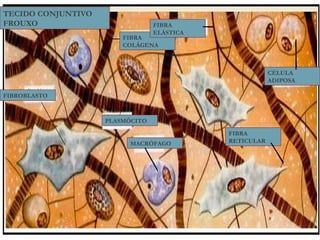 TECIDO CONJUNTIVO
FROUXO                           FIBRA
                                 ELÁSTICA
                        FIBRA
                        COLÁGENA



                                                        CÉLULA
                                                        ADIPOSA

FIBROBLASTO



                    PLASMÓCITO

                                            FIBRA
                          MACRÓFAGO         RETICULAR
 