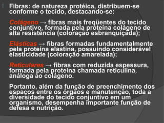    Fibras: de natureza protéica, distribuem-se
    conforme o tecido, destacando-se:
    Colágeno → fibras mais freqüentes do tecido
    conjuntivo, formada pela proteína colágeno de
    alta resistência (coloração esbranquiçada);
    Elásticas → fibras formadas fundamentalmente
    pela proteína elastina, possuindo considerável
    elasticidade (coloração amarelada);
    Reticulares → fibras com reduzida espessura,
    formada pela proteína chamada reticulina,
    análoga ao colágeno.
    Portanto, além da função de preenchimento dos
    espaços entre os órgãos e manutenção, toda a
    diversidade do tecido conjuntivo em um
    organismo, desempenha importante função de
    defesa e nutrição.
 