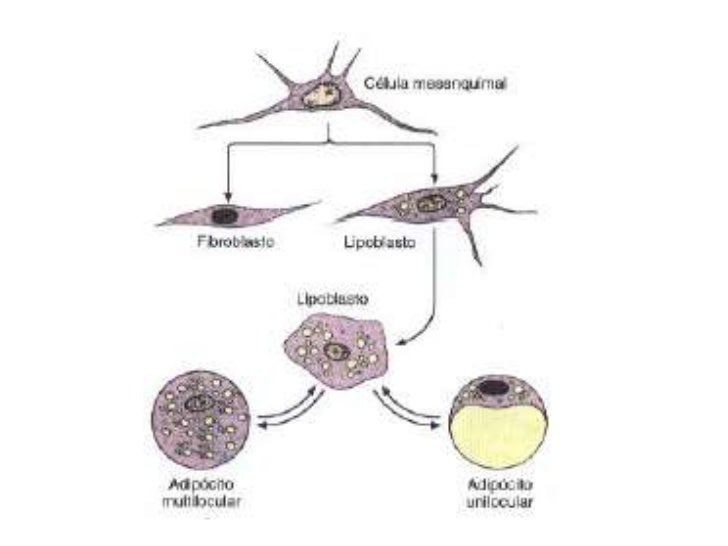 Tecido Adiposo