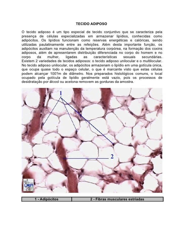 Tecido Adiposo