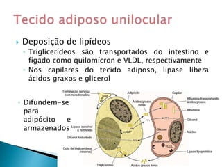  Deposição de lipídeos
◦ Triglicerídeos são transportados do intestino e
fígado como quilomícron e VLDL, respectivamente
◦ Nos capilares do tecido adiposo, lipase libera
ácidos graxos e glicerol
◦ Difundem-se
para
adipócito e
armazenados
 