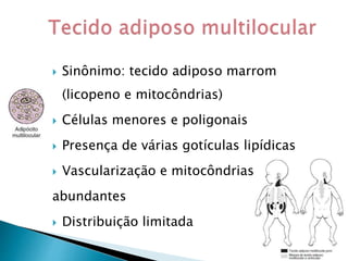  Sinônimo: tecido adiposo marrom
(licopeno e mitocôndrias)
 Células menores e poligonais
 Presença de várias gotículas lipídicas
 Vascularização e mitocôndrias
abundantes
 Distribuição limitada
 
