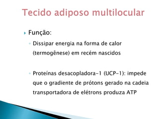  Função:
◦ Dissipar energia na forma de calor
(termogênese) em recém nascidos
◦ Proteínas desacopladora-1 (UCP-1): impede
que o gradiente de prótons gerado na cadeia
transportadora de elétrons produza ATP
 