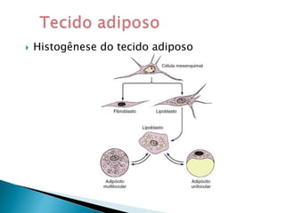  Histogênese do tecido adiposo
 