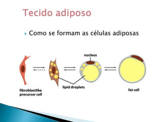  Como se formam as células adiposas
 