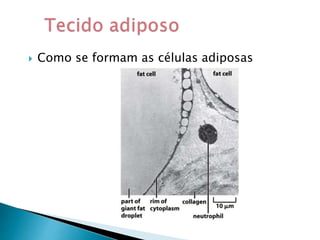  Como se formam as células adiposas
 