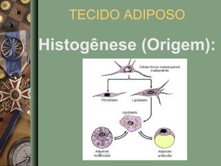TECIDO ADIPOSO

Histogênese (Origem):
 