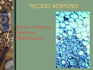 TECIDO ADIPOSO


Tecido Adiposo
Pardo ou
Multilocular
 