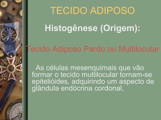 TECIDO ADIPOSO
     Histogênese (Origem):

Tecido Adiposo Pardo ou Multilocular

  As células mesenquimais que vão
 formar o tecido multilocular tornam-se
 epitelióides, adquirindo um aspecto de
 glândula endócrina cordonal.
 