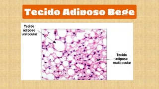 Tecido Adiposo - BIOLOGIA CELULAR E TECIDUAL