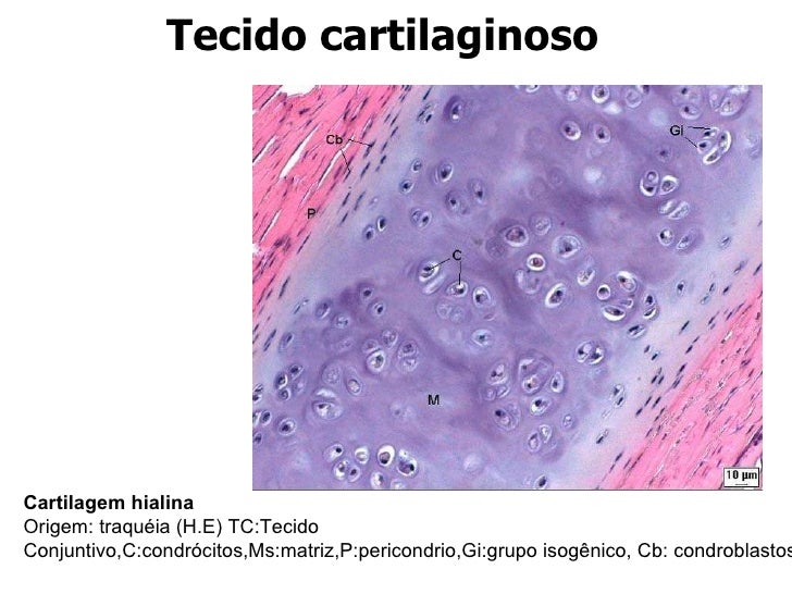 Tecido Adiposo E Cartilaginoso Tecido Adiposo E Cartilaginoso