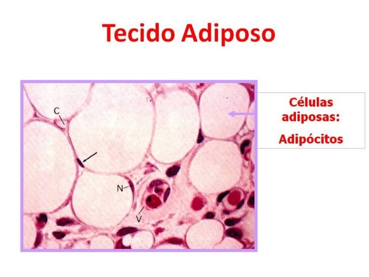 Tecido Adiposo E Cartilaginoso Tecido Adiposo E Cartilaginoso
