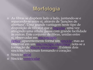    As fibras se dispõem lado a lado, juntando-se e
    separando-se entre si, através de "junções de
    abertura". Uma grande vantagem neste tipo de
    disposição de fibras é que o impulso, uma vez
    atingindo uma célula, passa com grande facilidade
    às outras. Este conjunto de fibras, unidas entre
    si, observadas em microscópio
    óptico, aparentemente forma um sincício, mas ao
    observar em um microscópio eletrônico, nota-se a
    formação de discos intercalares. Existem dois
    sincícios funcionais formando o coração:
   Sincício atrial
   Sincício ventricular
 