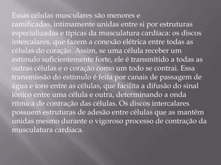 Essas células musculares são menores e
ramificadas, intimamente unidas entre si por estruturas
especializadas e típicas da musculatura cardíaca: os discos
intercalares, que fazem a conexão elétrica entre todas as
células do coração. Assim, se uma célula receber um
estímulo suficientemente forte, ele é transmitido a todas as
outras células e o coração como um todo se contrai. Essa
transmissão do estímulo é feita por canais de passagem de
água e íons entre as células, que facilita a difusão do sinal
iônico entre uma célula e outra, determinando a onda
rítmica de contração das células. Os discos intercalares
possuem estruturas de adesão entre células que as mantêm
unidas mesmo durante o vigoroso processo de contração da
musculatura cardíaca.
 