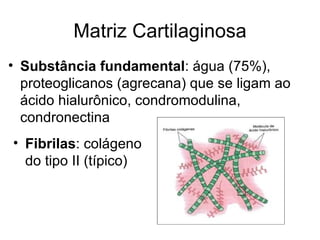 Matriz Cartilaginosa Substância fundamental : água (75%), proteoglicanos (agrecana) que se ligam ao ácido hialurônico, condromodulina, condronectina Fibrilas : colágeno do tipo II (típico) 