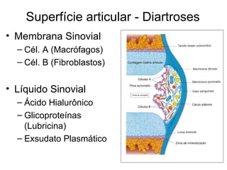 Superfície articular - Diartroses Membrana Sinovial Cél. A (Macrófagos) Cél. B (Fibroblastos) Líquido Sinovial Ácido Hialurônico Glicoproteínas (Lubricina) Exsudato Plasmático 
