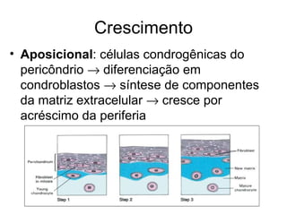 Crescimento Aposicional : células condrogênicas do pericôndrio    diferenciação em condroblastos    síntese de componentes  da matriz extracelular    cresce por acréscimo da periferia 