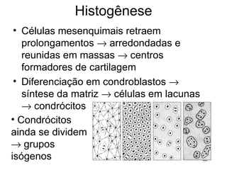 Histogênese Células mesenquimais retraem prolongamentos    arredondadas e reunidas em massas    centros formadores de cartilagem Diferenciação em condroblastos    síntese da matriz    células em lacunas    condrócitos Condrócitos ainda se dividem    grupos isógenos 