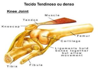 Tecido Tendinoso ou denso
 