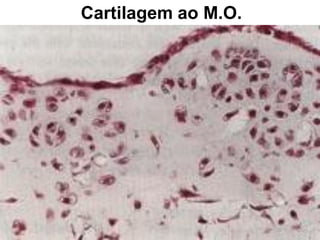 Cartilagem ao M.O.
 