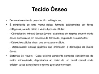 Tecido Ósseo
•   Bem mais resistente que o tecido cartilaginoso;
•   É constituído de uma matriz rígida, formada basicamente por fibras
    colágenas, sais de cálcio e vários tipos de células:
    - Osteoblastos: células ósseas jovens, existentes em regiões onde o tecido
    ósseo encontra-se em processo de formação, originando os osteócitos;
    - Osteócitos:células vivas, que armazenam cálcio.
    - Osteoclastos: células gigantes que promovem a destruição da matriz
    óssea.
•   Sistemas de Havers - Cada sistema apresenta camadas concêntricas de
    matriz mineralizada, depositadas ao redor de um canal central onde
    existem vasos sanguíneos e nervos que servem o osso.
 
