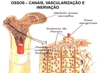 OSSOS – CANAIS, VASCULARIZAÇÃO E
           INERVAÇÃO
 