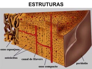 ESTRUTURAS
 