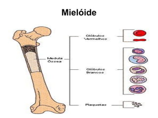 Mielóide
 