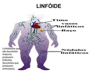 LINFÓIDE




Linfoblastos que
são leucócitos
imaturos
produzem
linfócitos
(leucócitos que
produzem
anticorpos).
 