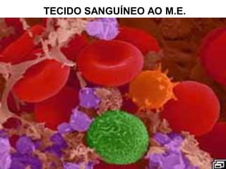 TECIDO SANGUÍNEO AO M.E.
 