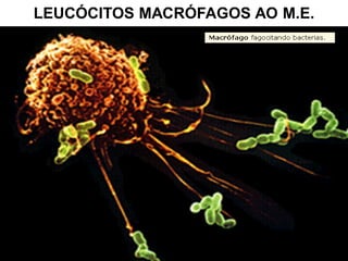 LEUCÓCITOS MACRÓFAGOS AO M.E.
 