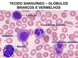 TECIDO SANGUÍNEO – GLÓBULOS
   BRANCOS E VERMELHOS
 