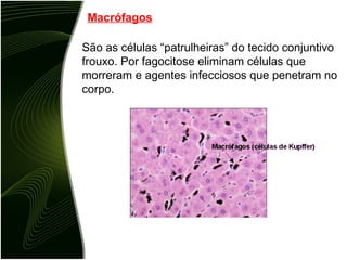 Macrófagos São as células “patrulheiras” do tecido conjuntivo frouxo. Por fagocitose eliminam células que morreram e agentes infecciosos que penetram no corpo. 