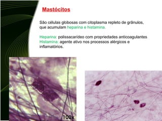Mastócitos São células globosas com citoplasma repleto de grânulos, que acumulam  heparina e histamina. Heparina:  polissacarídeo com propriedades anticoagulantes Histamina:  agente ativo nos processos alérgicos e inflamatórios. 