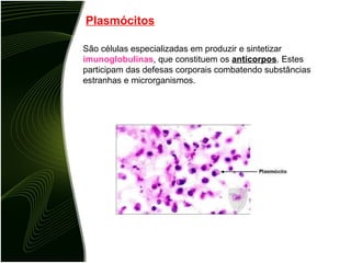 Plasmócitos São células especializadas em produzir e sintetizar  imunoglobulinas , que constituem os  anticorpos . Estes participam das defesas corporais combatendo substâncias estranhas e microrganismos. 