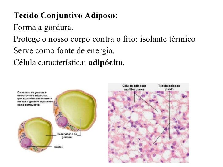 Tecido Conjuntivo Tecido Conjuntivo