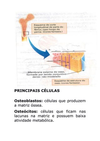 PRINCIPAIS CÉLULAS

Osteoblastos: células que produzem
a matriz óssea.
Osteócitos: células que ficam nas
lacunas na matriz e possuem baixa
atividade metabólica.
 