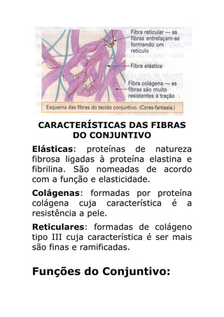 CARACTERÍSTICAS DAS FIBRAS
       DO CONJUNTIVO
Elásticas: proteínas de natureza
fibrosa ligadas à proteína elastina e
fibrilina. São nomeadas de acordo
com a função e elasticidade.
Colágenas: formadas por proteína
colágena cuja característica é a
resistência a pele.
Reticulares: formadas de colágeno
tipo III cuja característica é ser mais
são finas e ramificadas.


Funções do Conjuntivo:
 