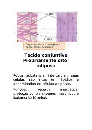 Tecido conjuntivo
     Propriamente dito:
          adiposo

Pouca substancia intercelular, suas
células são ricas em lipídios e
denominadas de células adiposas.
Funções:      reserva    energética,
proteção contra choques mecânicos e
isolamento térmico.
 