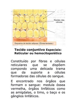 Tecido conjuntivo Especiais:
  Reticular ou hemocitopoiético

Constituído    por fibras e células
reticulares     que    se    dispõem
compondo      uma delicada trama
que     da     suporte    a    células
formadoras    das células do sangue.
E encontrado nos órgãos que
formam o sangue: medula óssea
vermelha, órgãos linfáticos como
as amígdalas, o timo, o baço e os
gânglios linfáticos.
 