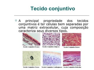 Tecido conjuntivo

   A   principal   propriedade    dos  tecidos
    conjuntivos é ter células bem separadas por
    uma matriz extracelular, cuja composição
    caracteriza seus diversos tipos.
 