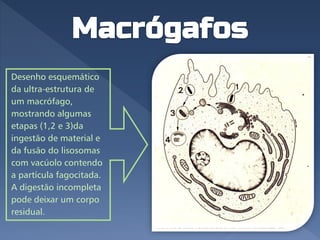 Desenho esquemático
da ultra-estrutura de
um macrófago,
mostrando algumas
etapas (1,2 e 3)da
ingestão de material e
da fusão do lisosomas
com vacúolo contendo
a partícula fagocitada.
A digestão incompleta
pode deixar um corpo
residual.
 