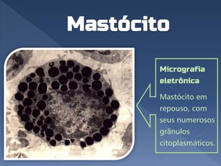 Micrografia
eletrônica
Mastócito em
repouso, com
seus numerosos
grânulos
citoplasmáticos.
 